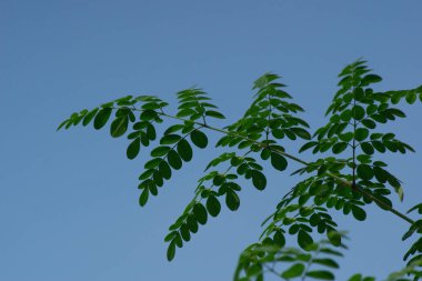 moringa yaprakları mavi gökyüzü arka planında