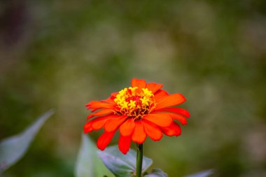 Bahçe kırmızı zinnia çiçeği.