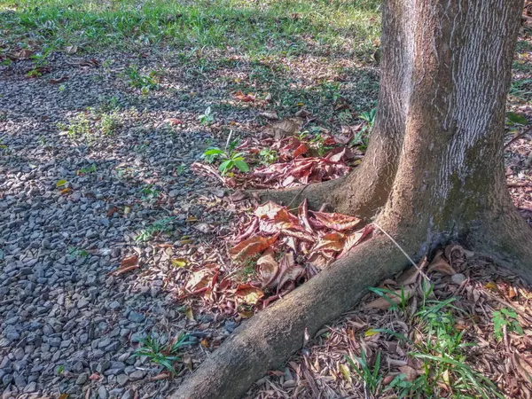 Sonbaharda kopyalama alanı olan ağaç