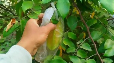 Çiftçinin ellerinin kesilmiş görüntüsü organik bir çiftlikte yiyecek kalitesinde plastiğe sarılmış yıldız meyvelerini kontrol ediyor.