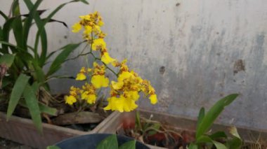 Güzel sarı Oncidium flexuosum çiçekleri