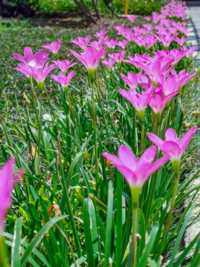 Bahçedeki pembe çiçeğin yakın görüntüsü, Zephyranthes grandiflora Lindl