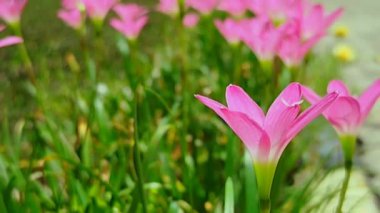 Bahçedeki pembe çiçeğin yakın görüntüsü, Zephyranthes grandiflora Lindl