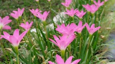 Bahçedeki pembe çiçeğin yakın görüntüsü, Zephyranthes grandiflora Lindl