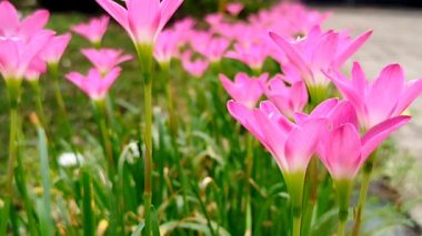 Bahçedeki pembe çiçeğin yakın görüntüsü, Zephyranthes grandiflora Lindl
