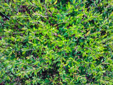 Yeşil yapraklı arka plan. Doğa geçmişi. Üst Manzara. Boşluğu kopyala.