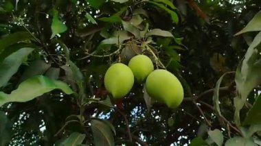 Bahçedeki ağaçta çiğ mango
