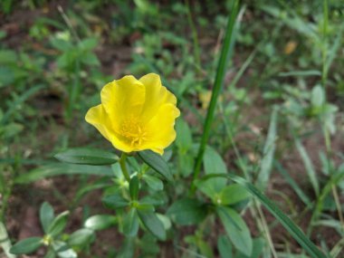 yellow purslane flower in the garden clipart