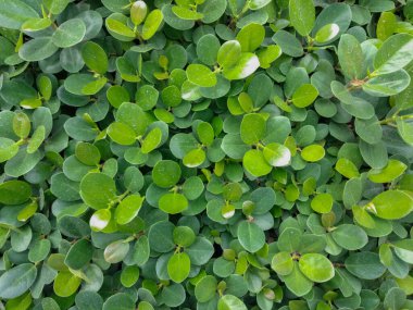 Beringin dolar (Ficus microcarpa) veya Yeşil ada banyan. Soyut arkaplan için yukarıdan aşağıya görünüm