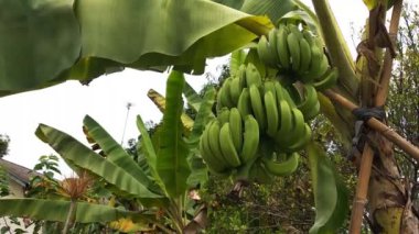 Ağacın üstünde çiğ muz