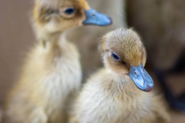 Çiftlikteki sevimli ördek yavrularını yakından çek.
