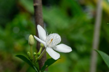 Beyaz gardenya çiçekleri veya Wrigthia antidisenterica