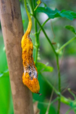 haşerelerden dolayı çürüyen kavun
