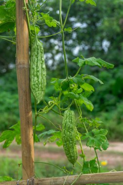 Bitter gourd or bitter melon on the tree clipart