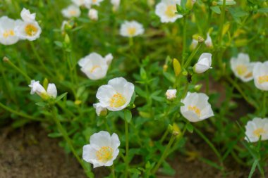 white purslane flower in the garden clipart