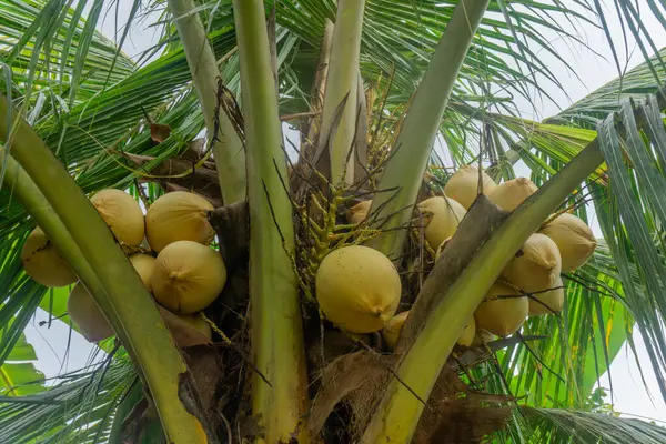 Hindistan cevizi ağacında sarı hindistan cevizi meyveleri