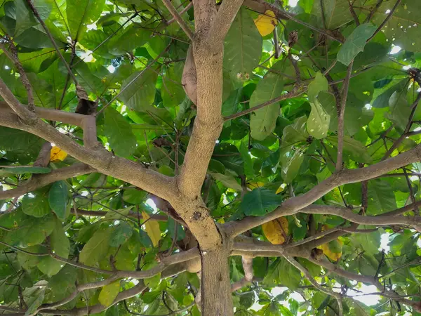Doğa arka planı için Ketapang ağacı dalları ve yaprakları (Terminalia catappa)