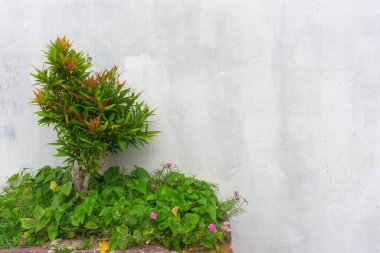 Arka planda kirli beyaz duvarları olan süslü bitkiler.