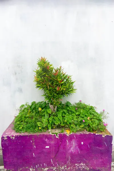 Kırmızı filizli saksı ve süs bitkileri.