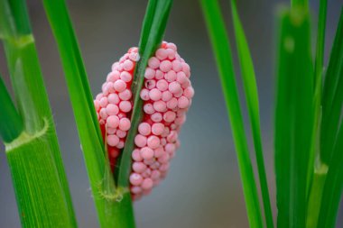 Güzel botanik fotoğrafı, doğal duvar kağıdı.
