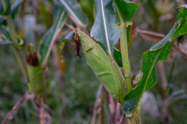 Hasat zamanına yakın tarlalardaki mısır bitkileri