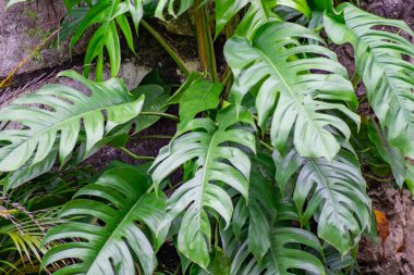 Monstera deliciosa, İsviçre peynir bitkisi veya bahçedeki dekoratif bitkiler için bölünmüş yapraklı filodendron.