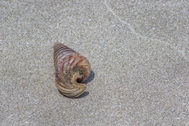konik deniz salyangozları kumsalda kabuk