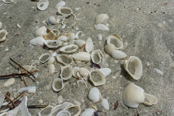 Deniz kabukları kumsala saçılmış.