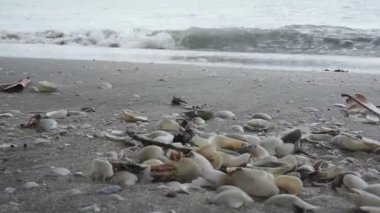 Sahilde deniz kabukları ve dalgalar