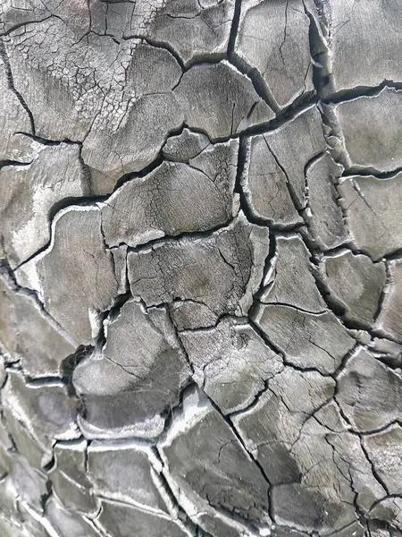 Yanmış kütük üzerinde çatlak deseni