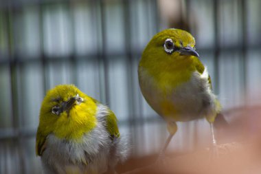 Bir kafeste pleci kuşlar (Zosterops)
