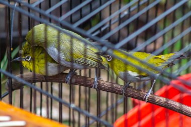 Bir kafeste pleci kuşlar (Zosterops)
