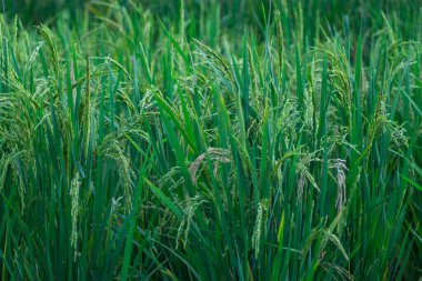 Endonezya kırsalında pirinç tarlası