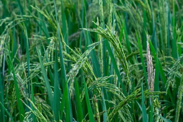 Endonezya kırsalında pirinç tarlası