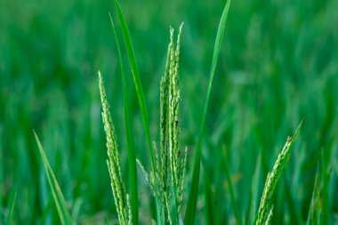 Endonezya kırsalında pirinç tarlası