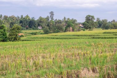Endonezya kırsalında pirinç tarlası