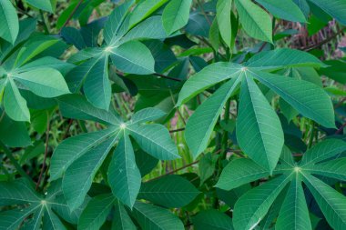 yeşil yaprak dokusu, doğa arkaplanı, yeşil bitki