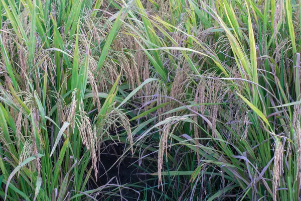 Endonezya kırsalında pirinç tarlası