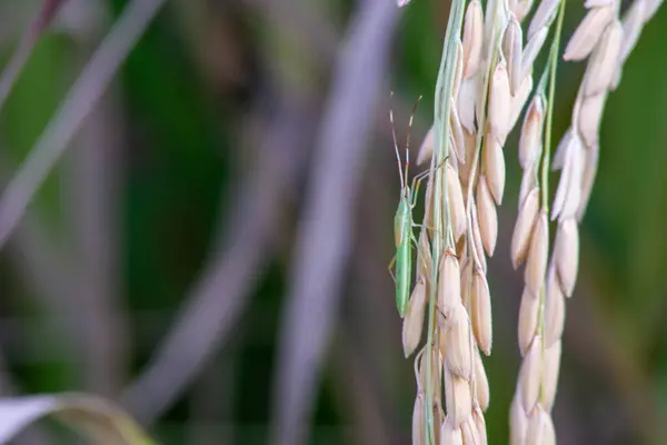 Endonezya kırsalında pirinç tarlası