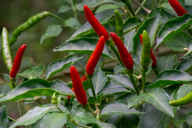 Kırmızı ve yeşil biberler (Capsicum annuum) yemyeşil yapraklı bir bitkide yetişir. Biberler uzamış ve farklı renklerde. Bu da olgunluğun farklı aşamalarını gösteriyor..