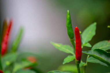 Kırmızı ve yeşil biberler (Capsicum annuum) yemyeşil yapraklı bir bitkide yetişir. Biberler uzamış ve farklı renklerde. Bu da olgunluğun farklı aşamalarını gösteriyor..