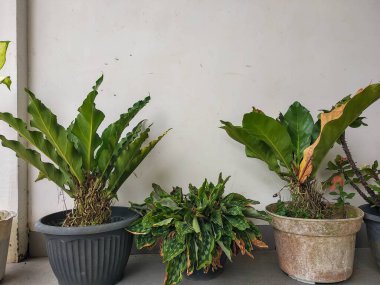  Saksıdaki süs bitkileri düz bir duvara dizilir.