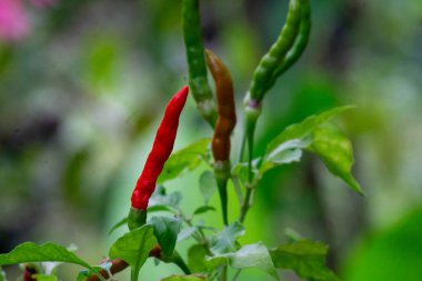 Kırmızı ve yeşil kırmızıbiber (Capsicum annuum), yemyeşil yapraklı bir bitkide yetişir..