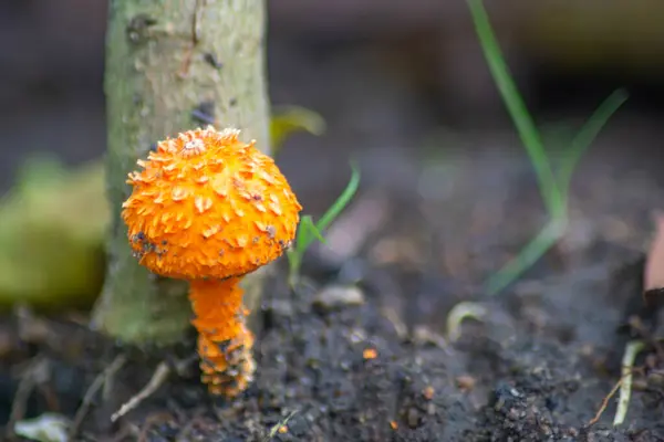 Altın Pasaklı Collibia olarak bilinen Cyptotrama asprata