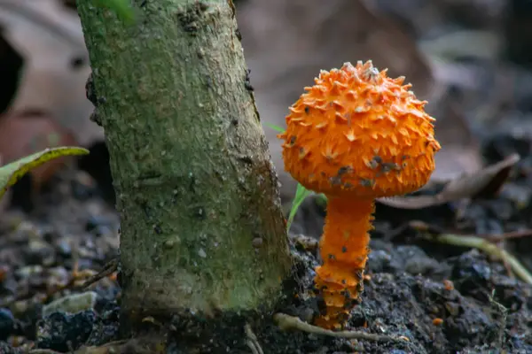 Altın Pasaklı Collibia olarak bilinen Cyptotrama asprata