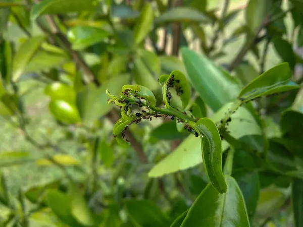 Portakal ağacı yaprakları böcek istilası belirtileri gösteriyor, muhtemelen yaprak bitleri tarafından.