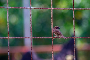 Serçe, paslanmış metal bir ızgaranın üzerinde bulanık yeşil bir yaprak zeminine tünemiş.