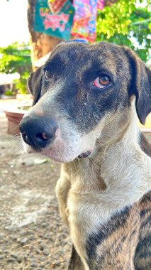 Serseri bir köpeğin üzgün yüzü, delici gözler.