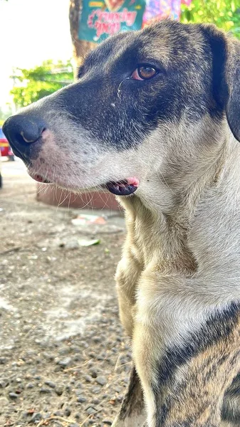 Serseri Bir Köpeğin Üzgün Yüzü Delici Gözler — Stok fotoğraf