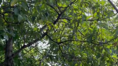 Bir sincap, kentsel bir bölgenin yakınındaki ağaçların arasında kamufle oldu. Sincap dalların arasında oynarken ve hareket ederken görülüyor, doğal ortama uyum sağlıyor..